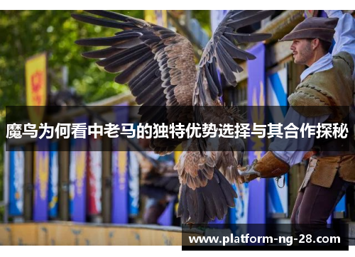 魔鸟为何看中老马的独特优势选择与其合作探秘